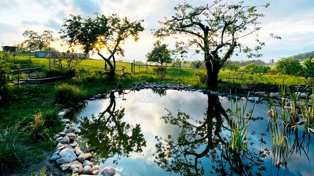 Étang de jardin en contre-jour le soir avec de vieux arbres