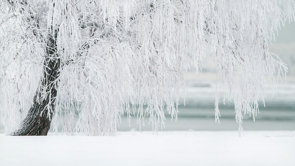 Winter im Garten mit tiefverschneiter Wiese