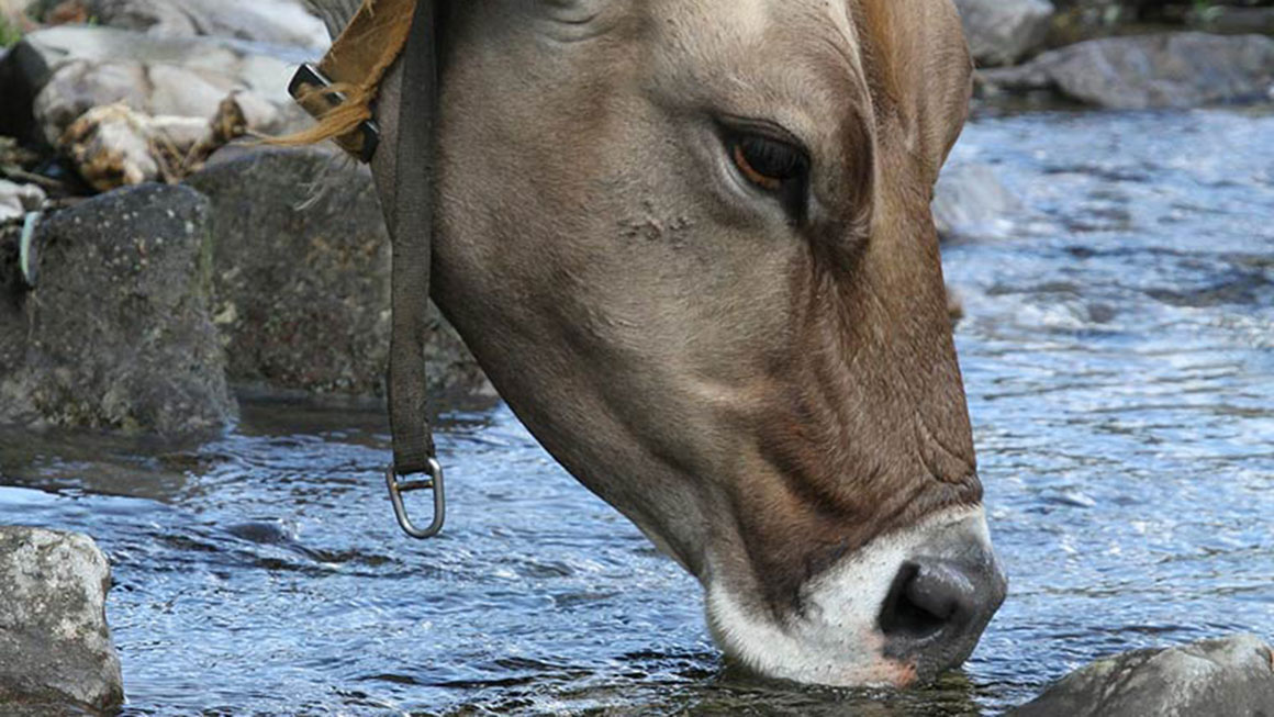 Wassermangel vermeiden dank Tank als eigene Quelle