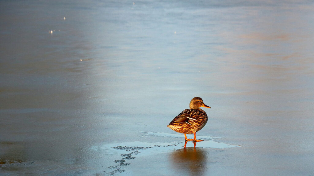 Ente rastet auf gefrorenem Teich