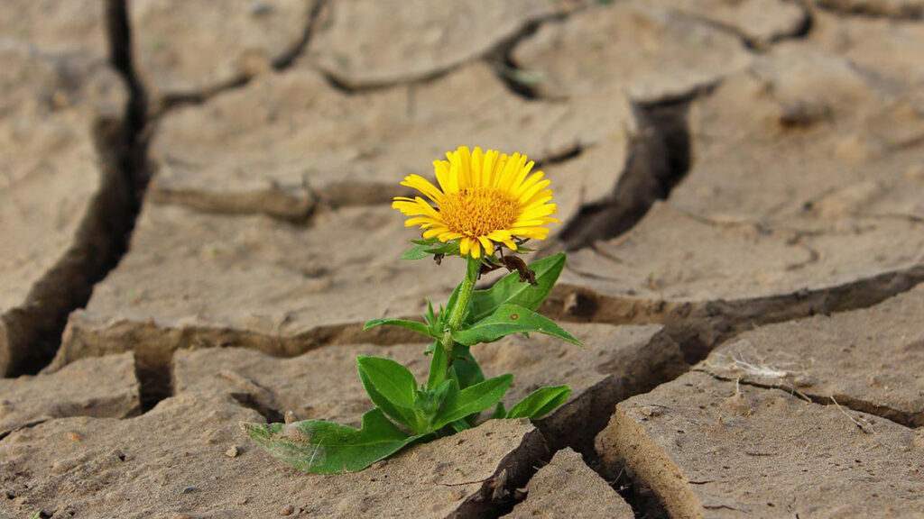 Une fleur jaune pousse sur une terre desséchée