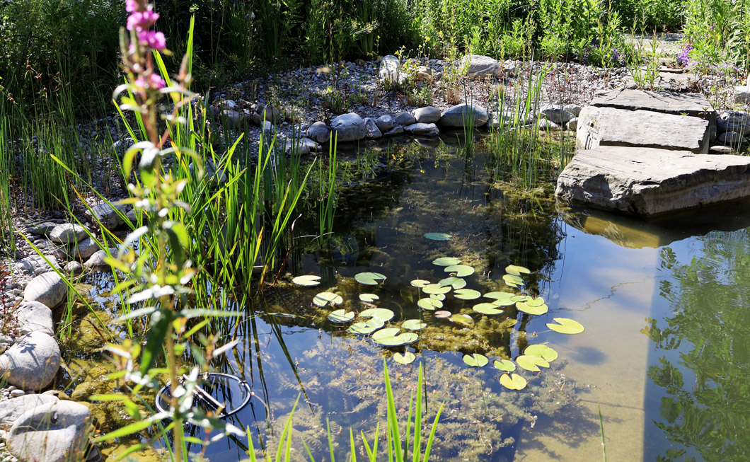 Gepflegte Teichlandschaft mit klarem Teichwasser