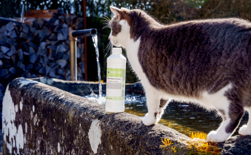 Brunnen mit BIOSTART Algesan Fountain in 1-Liter-Flasche und eine Hauskatze