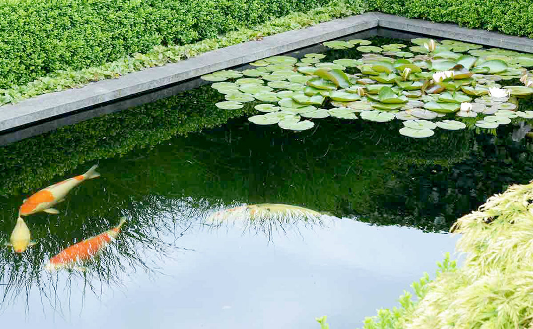 Wasser in Bewegung: Die Bedeutung von Förderhöhe und Fördermenge bei Teichpumpen