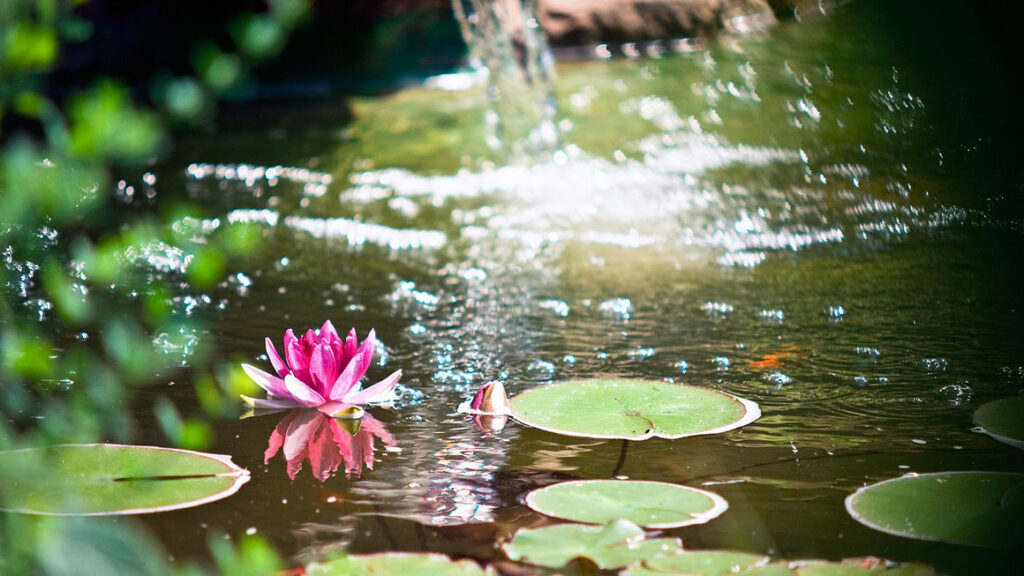 Ein schöner gesunder Teich dank effektiver Algenbehandlung