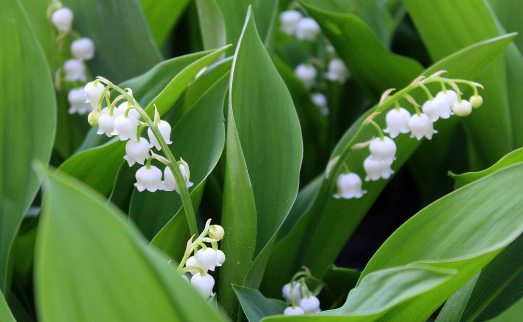 Du muguet pour le 1er mai