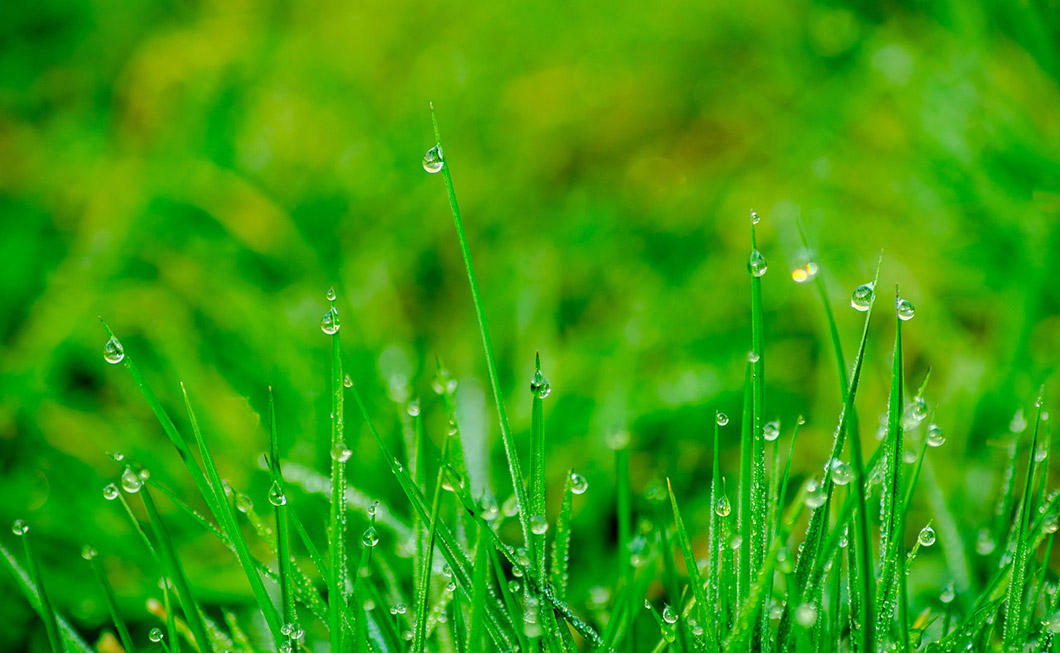 Rasen grün und frisch mit kleinen Wassertropen