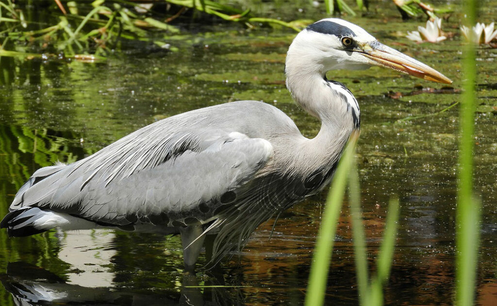 Graureiher im Teich
Bild von <a href="https://pixabay.com/de/users/knipskaline-19500680/?utm_source=link-attribution&utm_medium=referral&utm_campaign=image&utm_content=7266074">KnipsKaline</a> auf <a href="https://pixabay.com/de//?utm_source=link-attribution&utm_medium=referral&utm_campaign=image&utm_content=7266074">Pixabay</a>