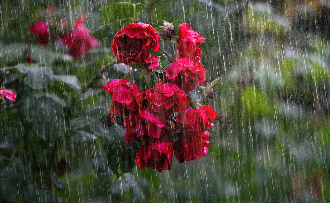Rosen im Starkregen