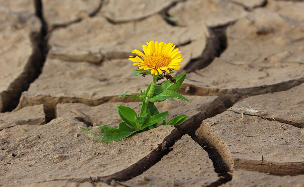 Vertrockneter brauner Schlamm aus dem eine gelbe Blume wächst. Fäkalschlamm könnte als Dünger in der Landwirtschaft eingesetzt werden