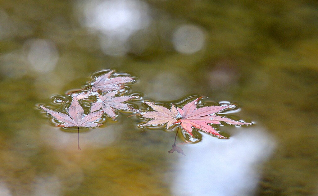 Gartenteich im Herbst mit roten Ahornblättern, die auf dem Wasser schwimmen. Bild vonderweg-7520060