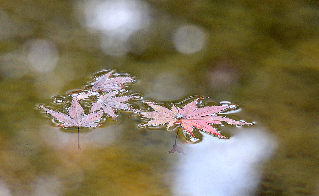 Rote Blätter Gartenteich im Herbst