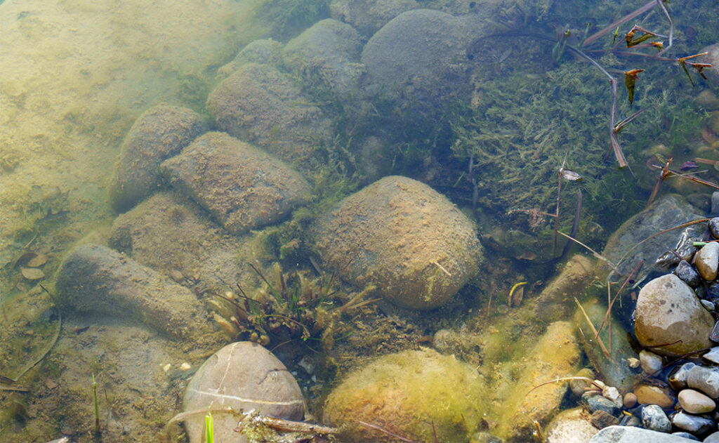 Teich reinigen beinhaltet auch den Teichboden von Sedimenten zu befreien