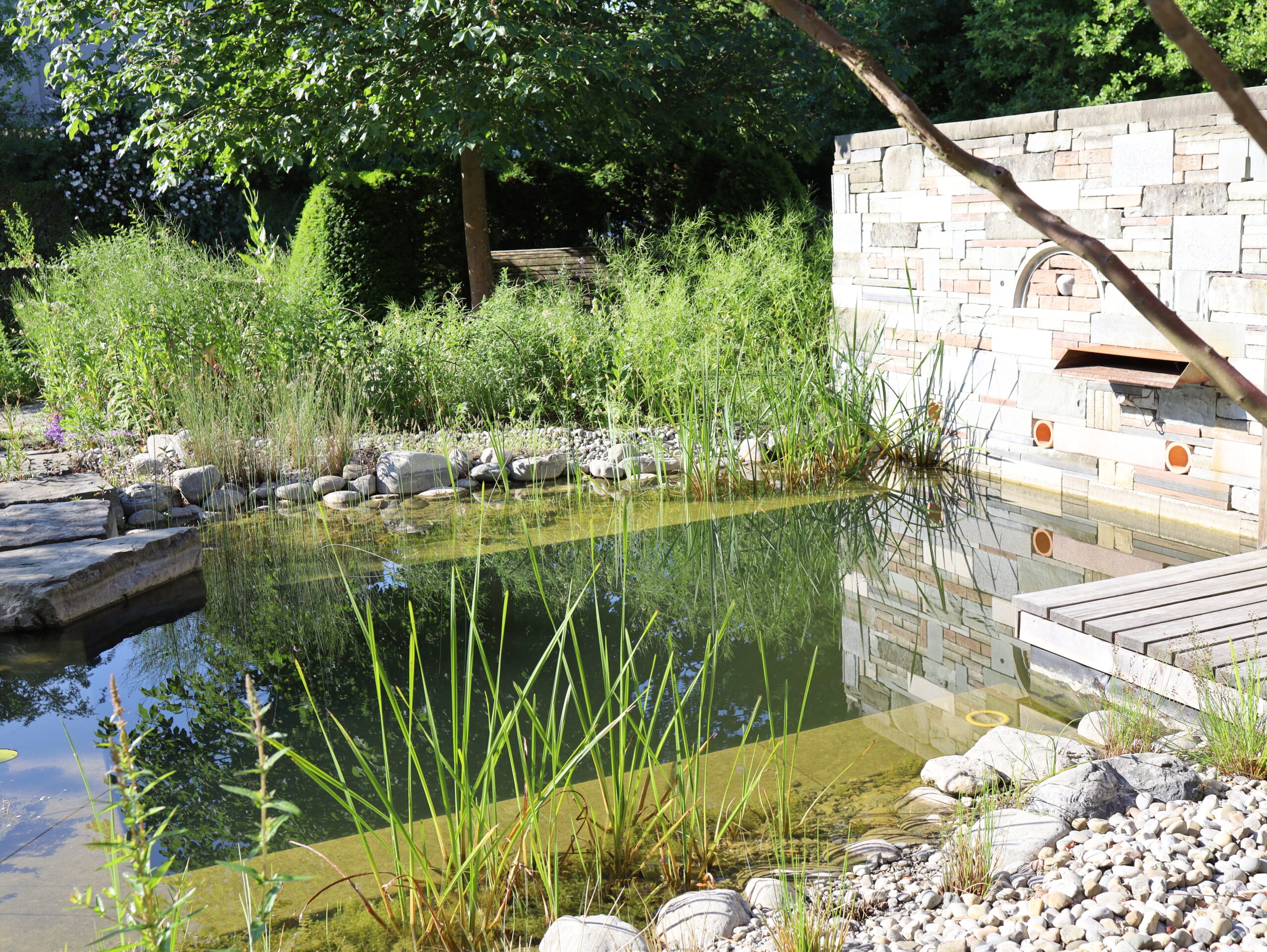 Gartenteich mit sauberem Wasser der rundum bepflanzt ist