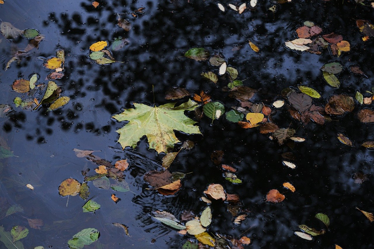 Laubblätter im Gartenteich
